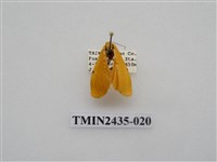 藏品(緣點苔蛾)的圖片